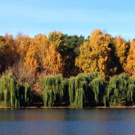 Осенний лес Стрешнево пейзажи природы Альберт Сафиуллин