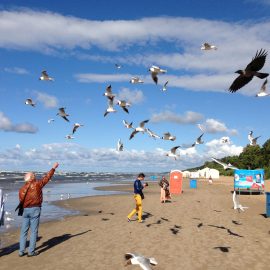 Чайки и ворона пляж Майори пейзажи природы Сафиуллин