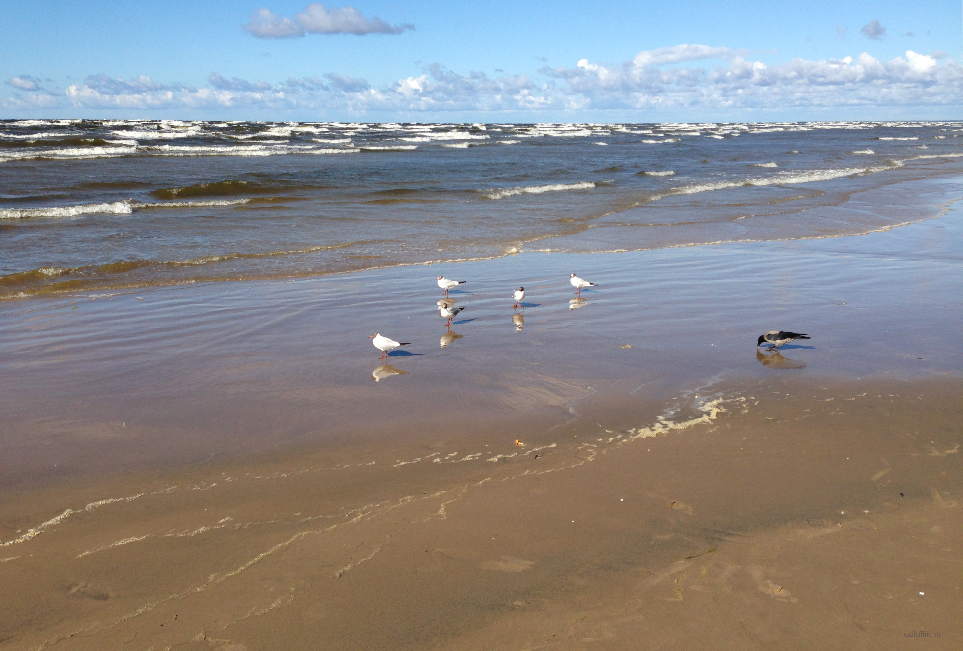 Чайки и ворона пляж Юрмал пейзажи природы Сафиуллин