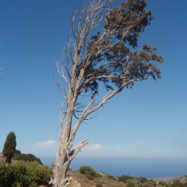 Одинокое старое дерево Родос пейзажи природы Сафиуллин