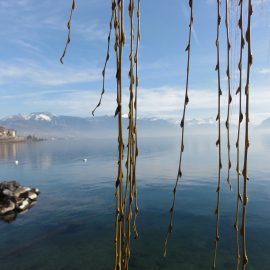Солнечный февраль Женевское озеро пейзажи природы Сафиуллин
