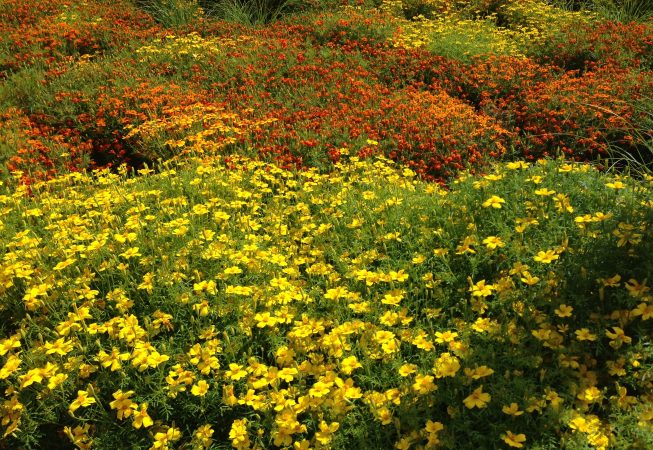 пейзажи природы альберт сафиуллин лето цветы юрмала