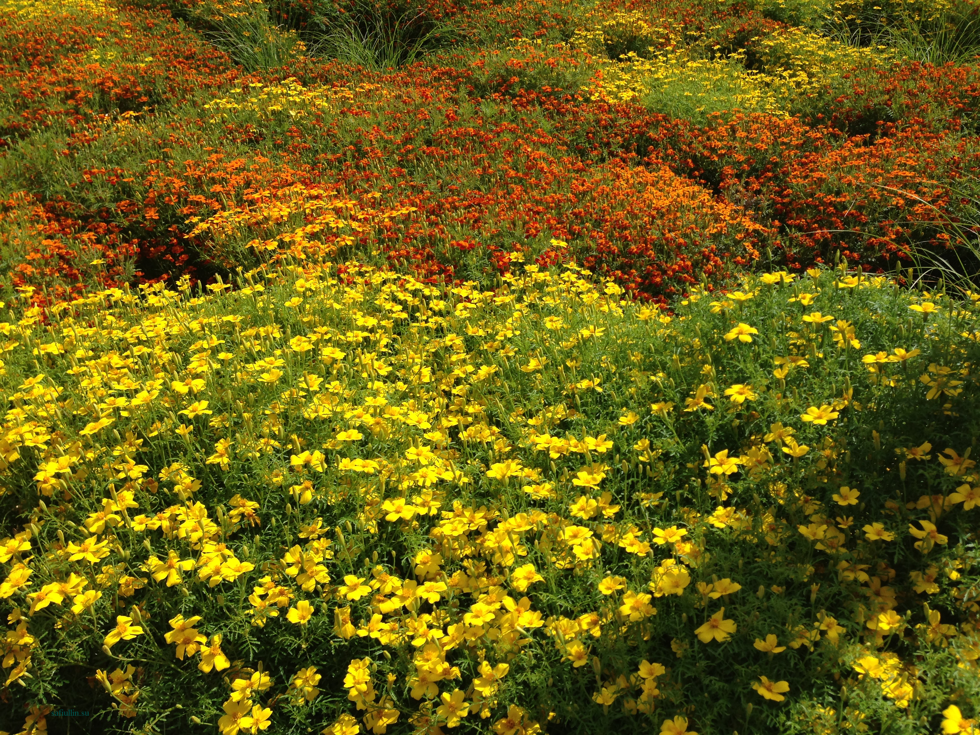 пейзажи природы альберт сафиуллин лето цветы юрмала