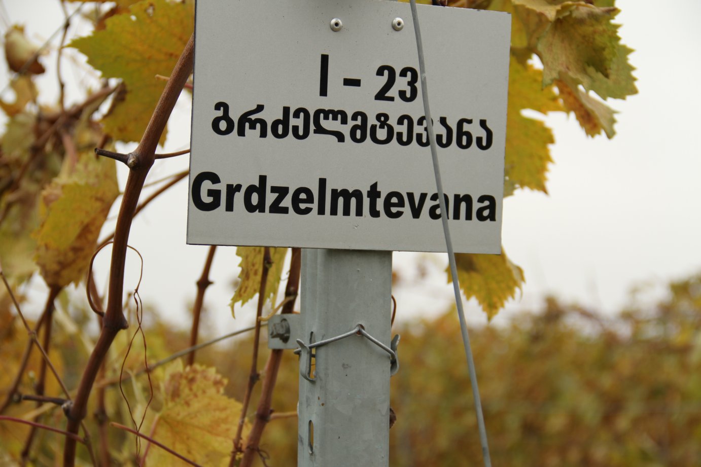Пейзажи природы Грузия вино квеври Альберт Сафиуллин