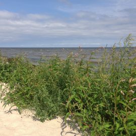 Латвия море Рагациемс пейзажи природы Альберт Сафиуллин