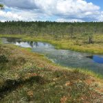 Болото Кемери Латвия Юрмала цвета краски пейзажи природы художник Альберт Сафиуллин