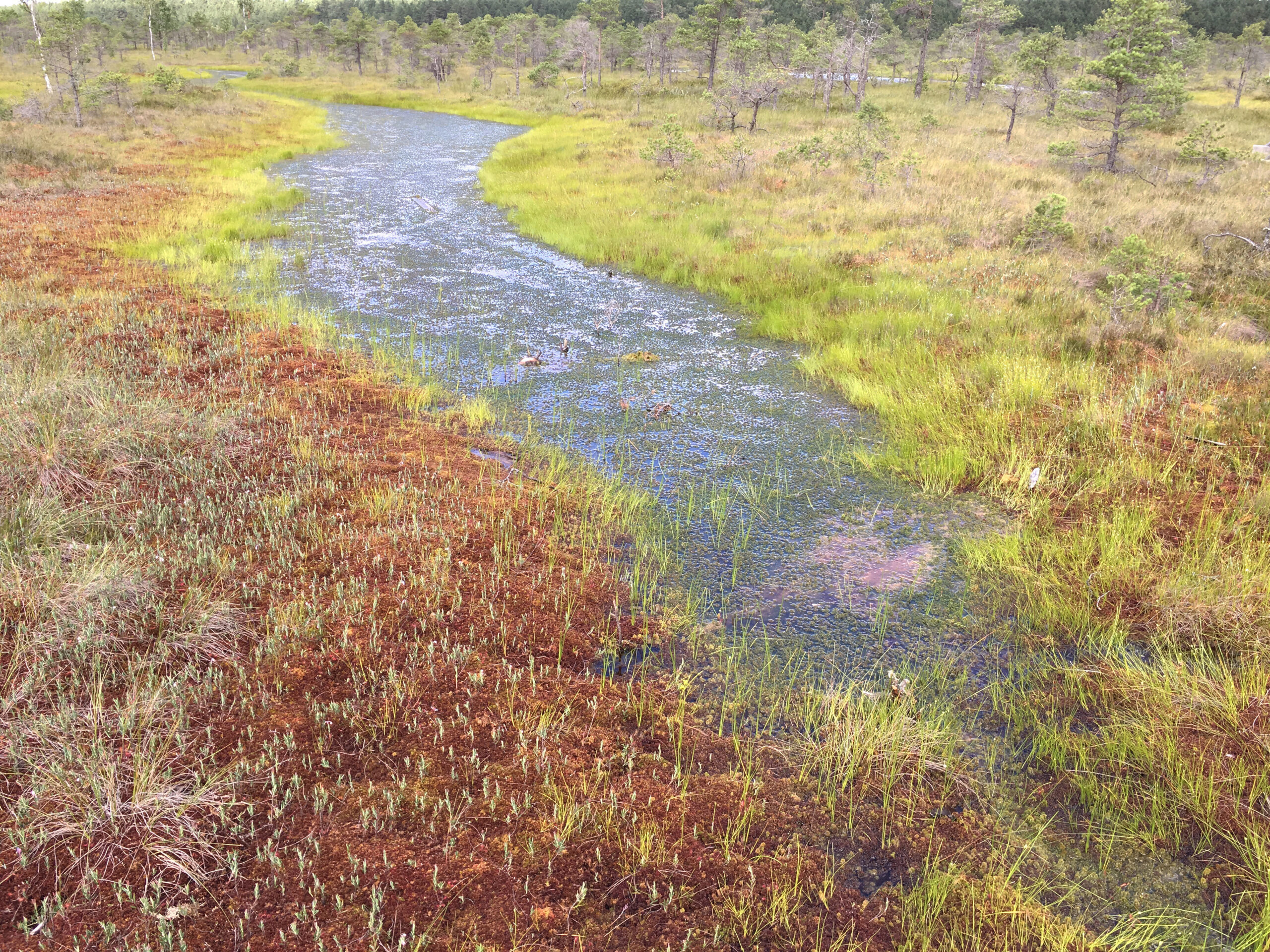 Краска болото. Палитра болота. Национальный парк Кемери Латвия. Озеро Николаса. Nordic Swamp.