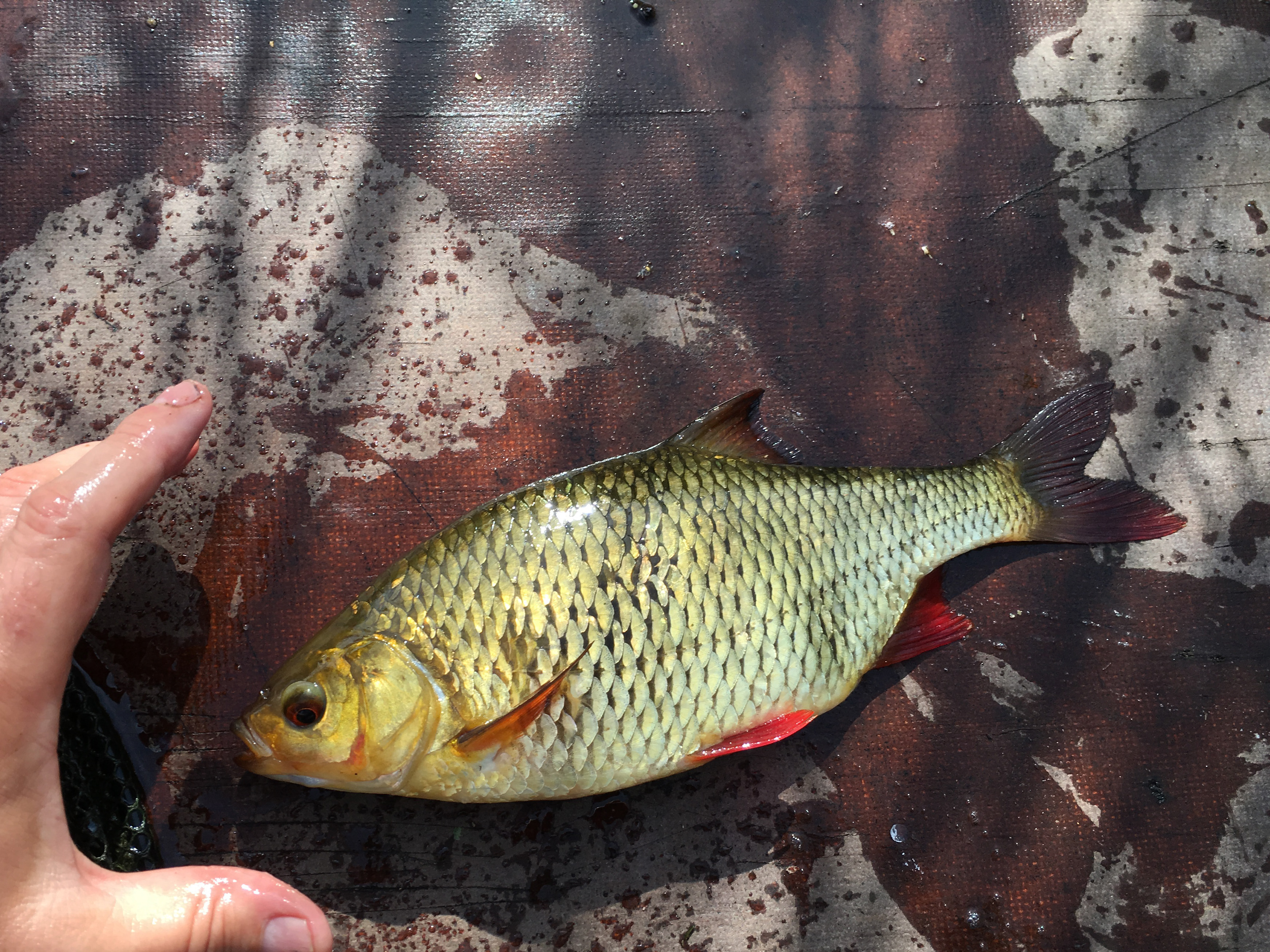 Рыбалка в июле Юрмала река Лиелупе пейзажи природы Альберт Сафиуллин