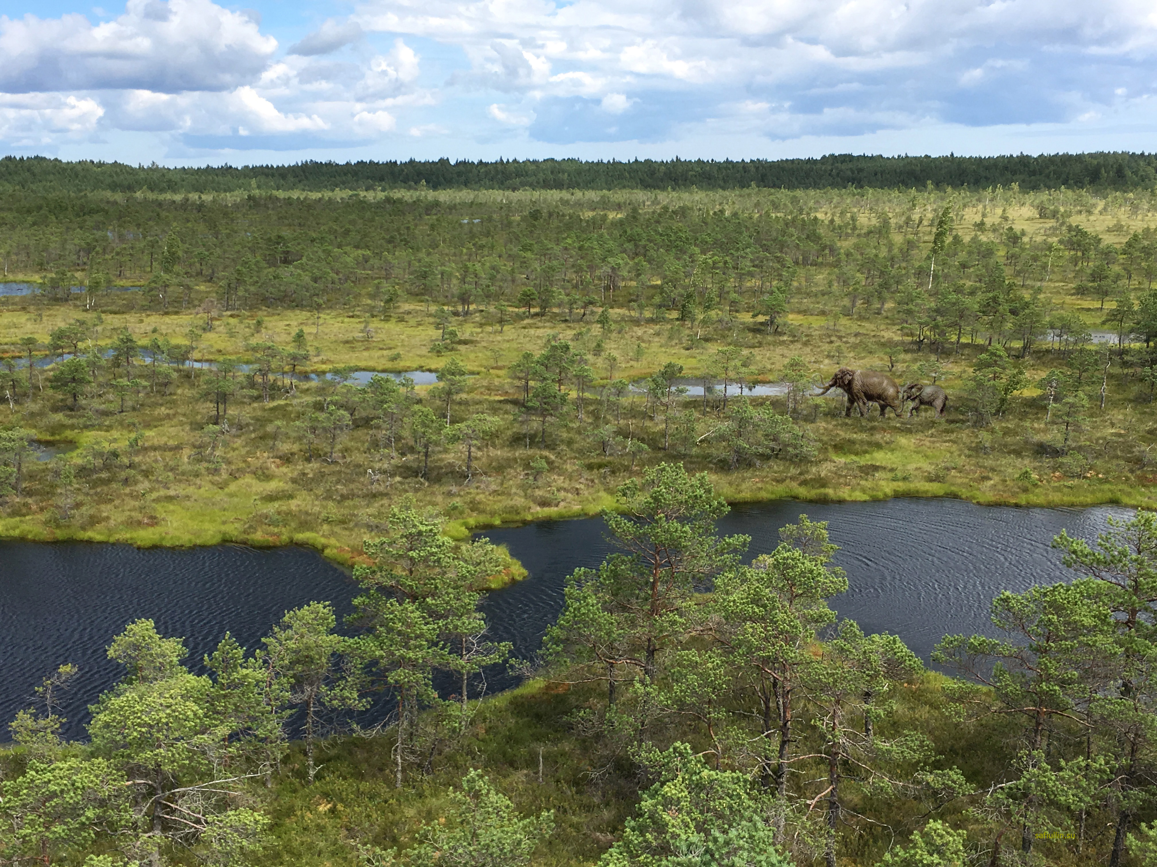 Болото Кемери Латвия Юрмала цвета краски пейзажи природы художник Альберт Сафиуллин