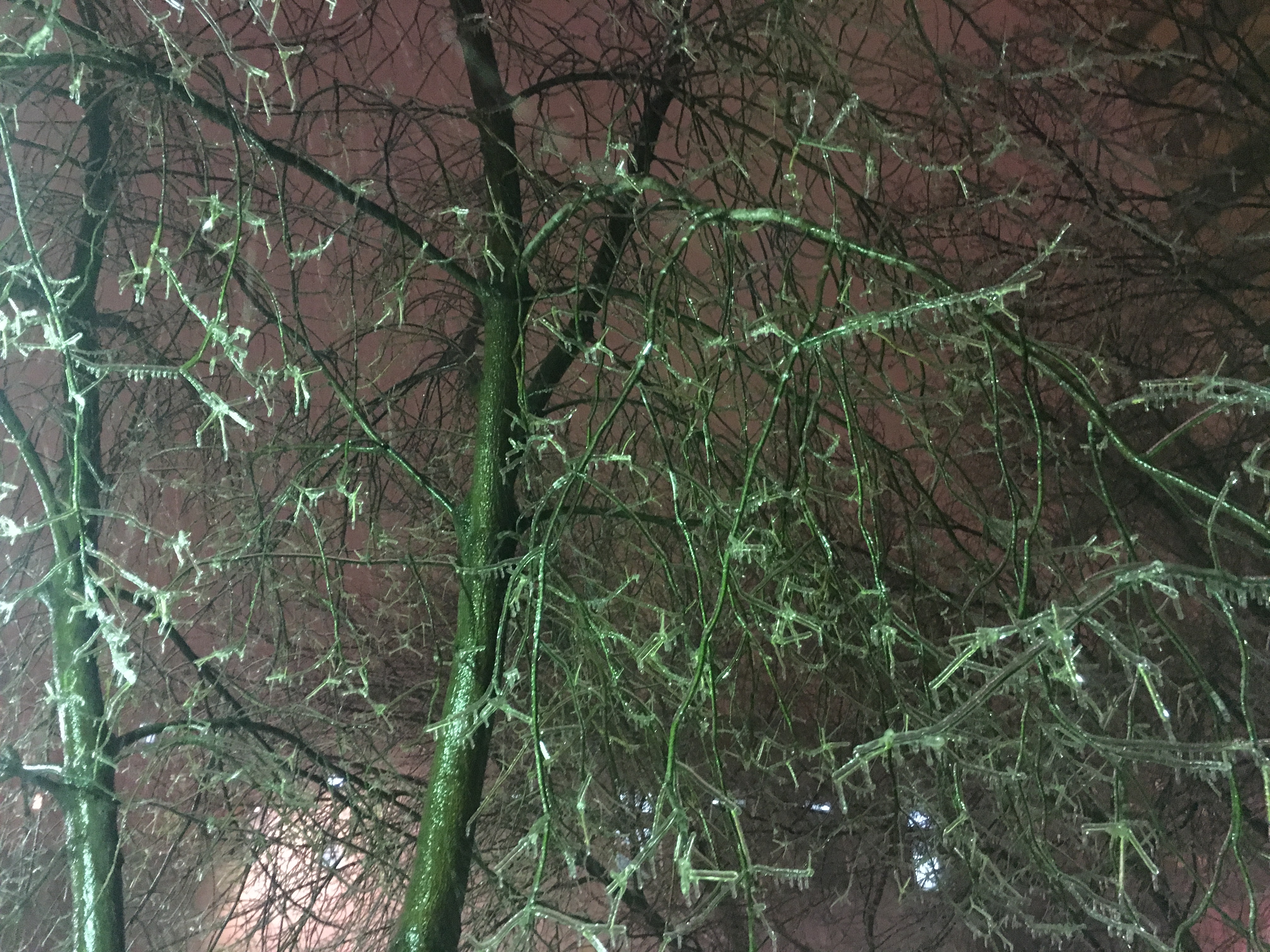 Ледяной дождь Москва стеклянные деревья пейзажи природы Альберт Сафиуллин