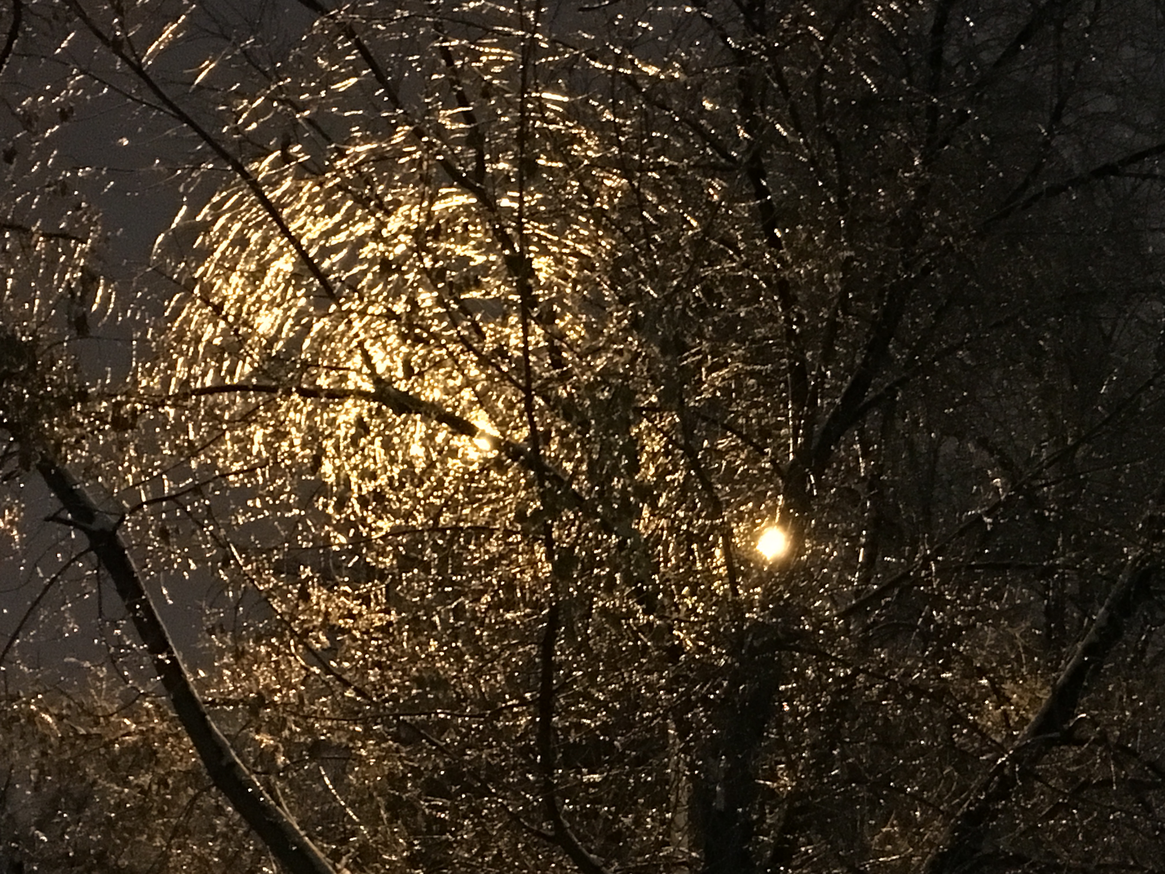 Ледяной дождь Москва стеклянные деревья пейзажи природы Альберт Сафиуллин