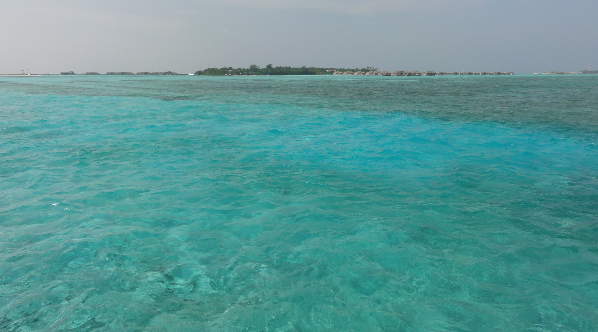 морской пейзаж акула риф лагуна Мальдивы океан подводный мир художник Альберт Сафиуллин