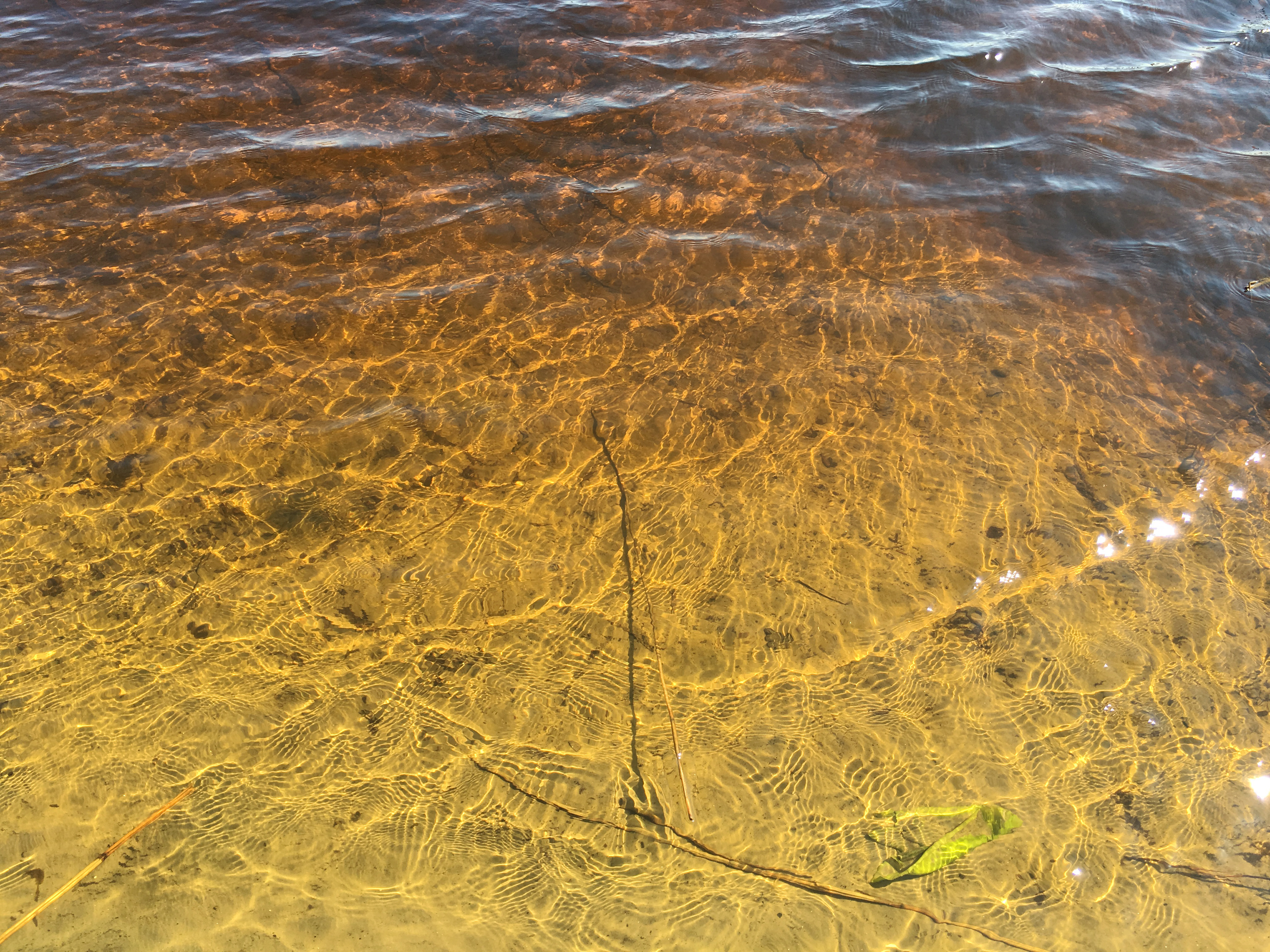 Рыбалка лещ май речной пейзаж юрмала лиелупе пейзажи природы Альберт Сафиуллин