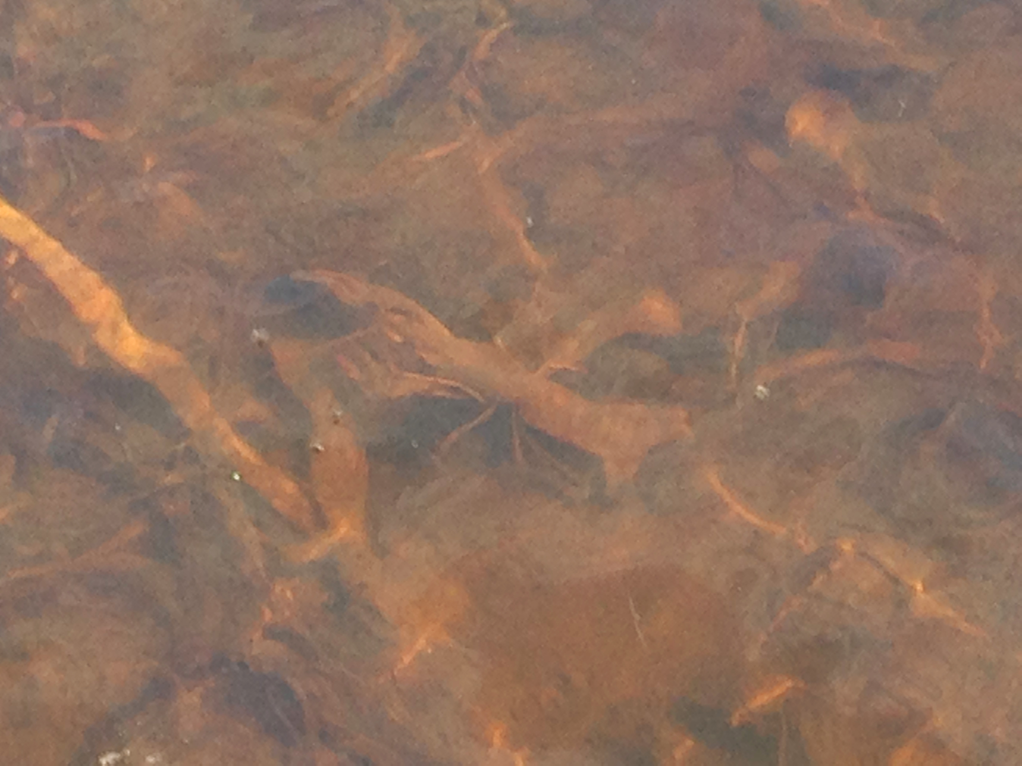 Рыбалка рак лещ май речной пейзаж юрмала лиелупе пейзажи природы Альберт Сафиуллин