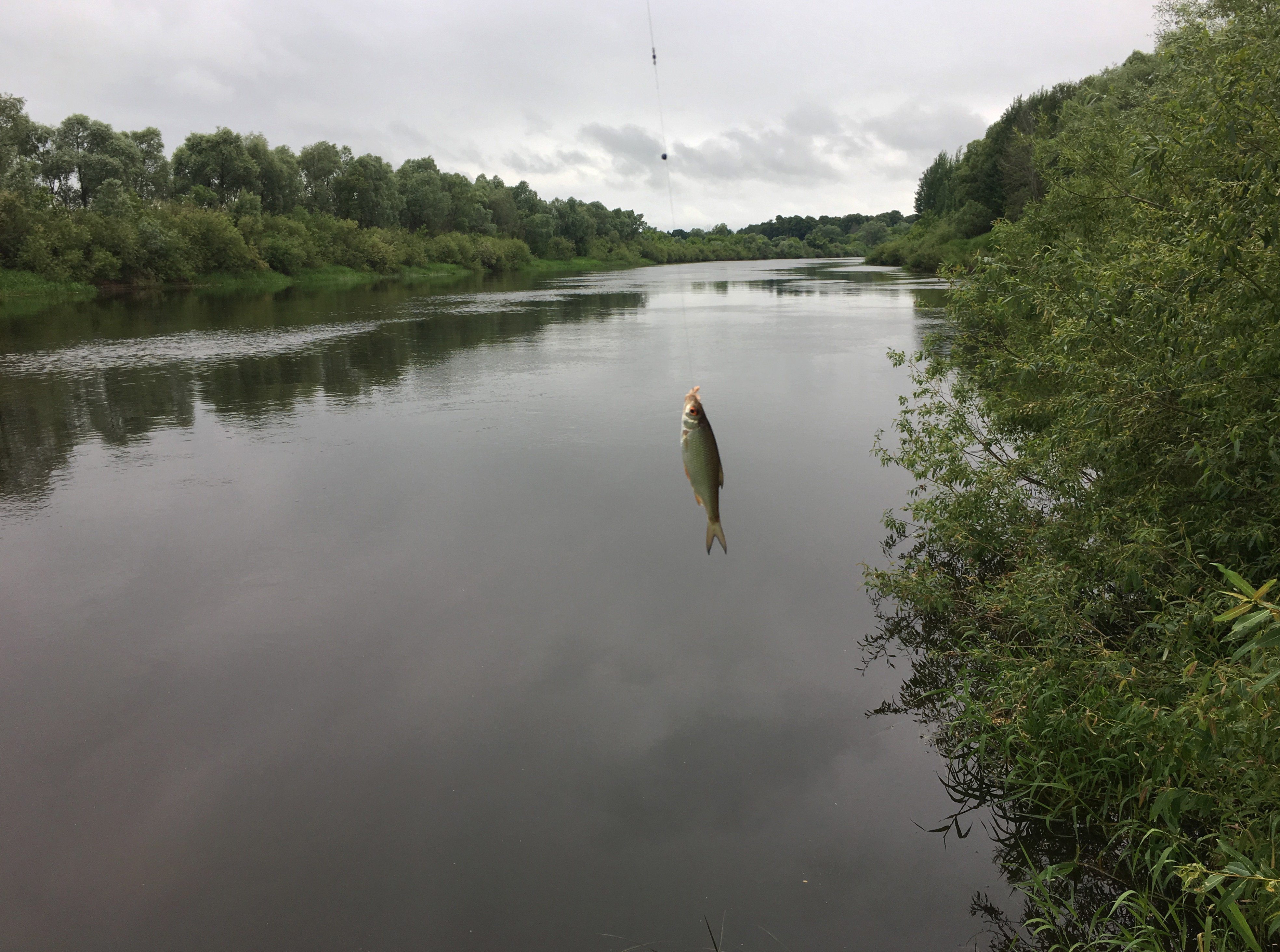 Река Цна Сасово летняя рыбалка рыба июнь пейзажи природы Альберт Сафиуллин