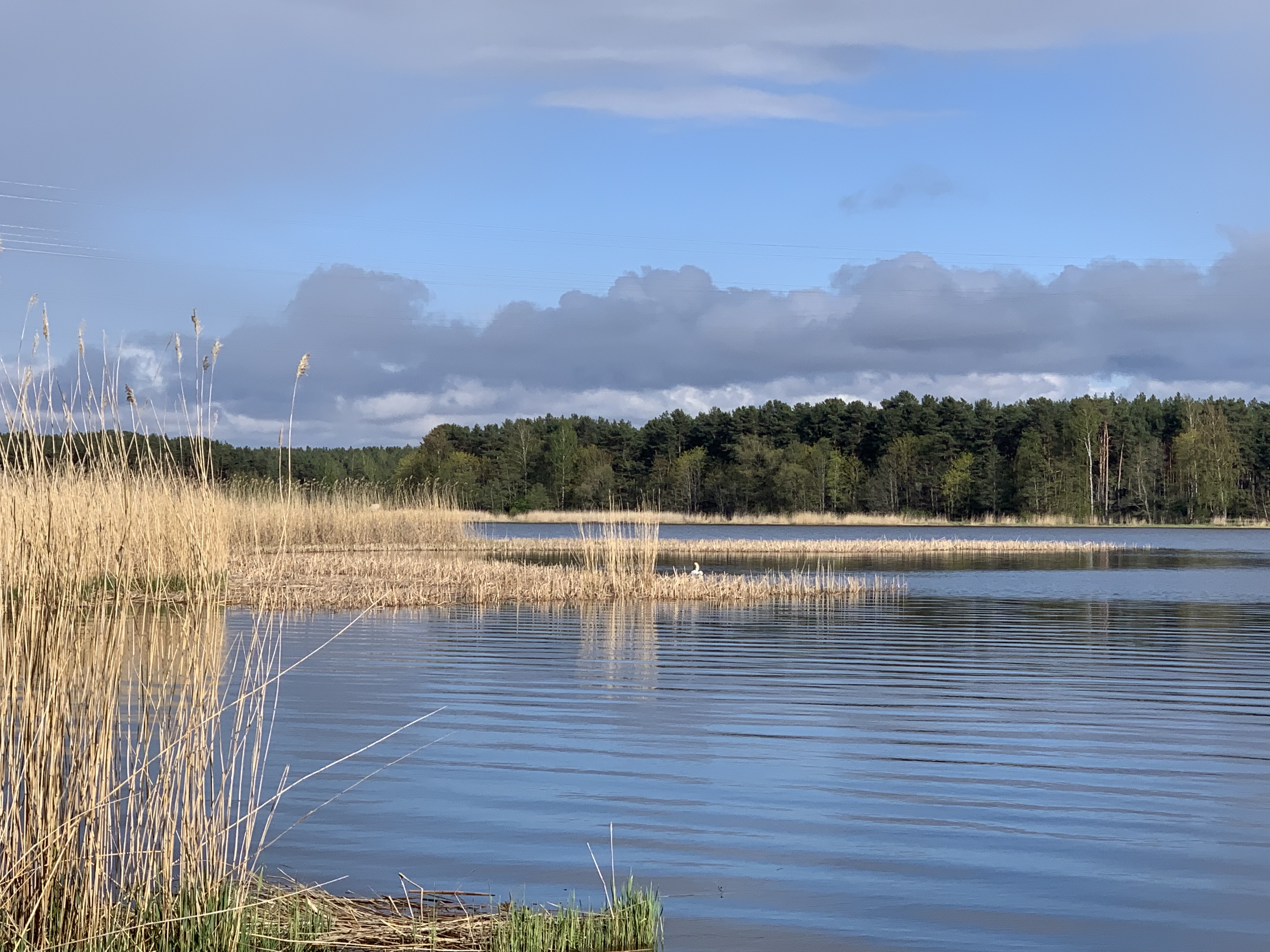 рыбалка река Лиелупе Латвия Lielupe пейзажи природы май лещ Альберт Сафиуллин