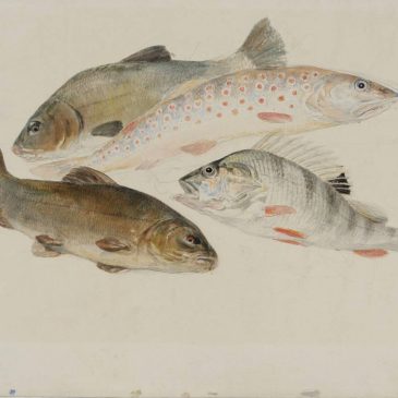 художник Уильям Тёрнер рисунок Этюд с рыбами: два линя, форель и окунь акварель пейзажи природы Альберт Сафиуллин