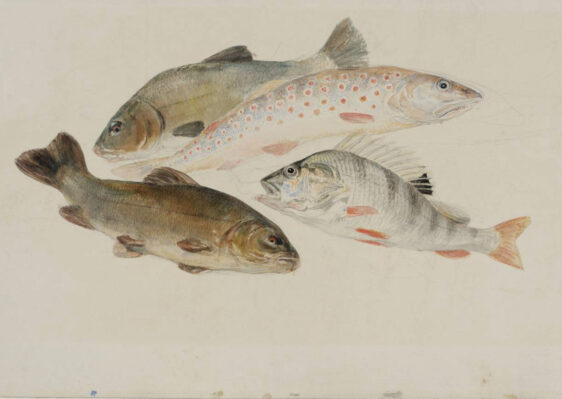 художник Уильям Тёрнер рисунок Этюд с рыбами: два линя, форель и окунь акварель пейзажи природы Альберт Сафиуллин