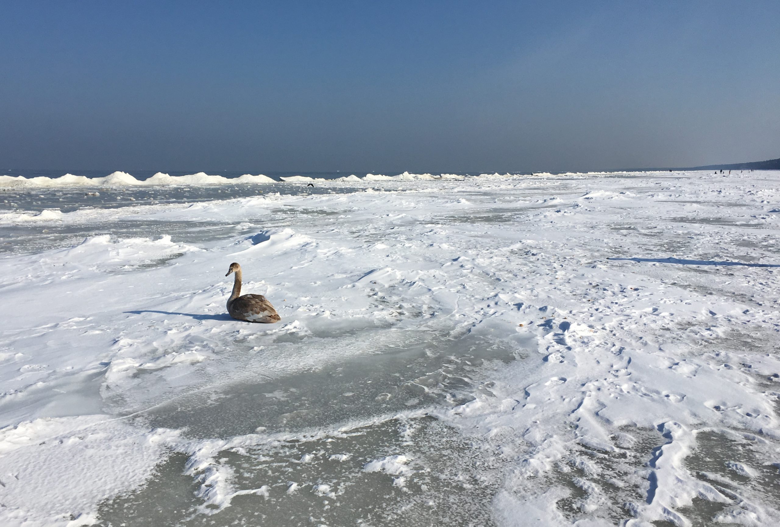 Юрмала море лебеди зима пейзажи природы Альберт Сафиуллин