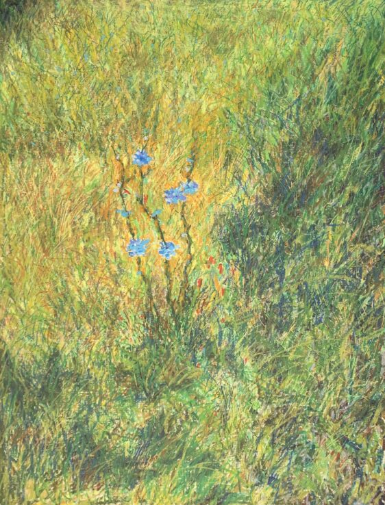 Цикорий Васильки цветы картина масляная пастель пейзажи природы Альберт Сафиуллин