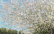 Пейзаж природа весна цветущая вишня холст масло картина художник Альберт Сафиуллин