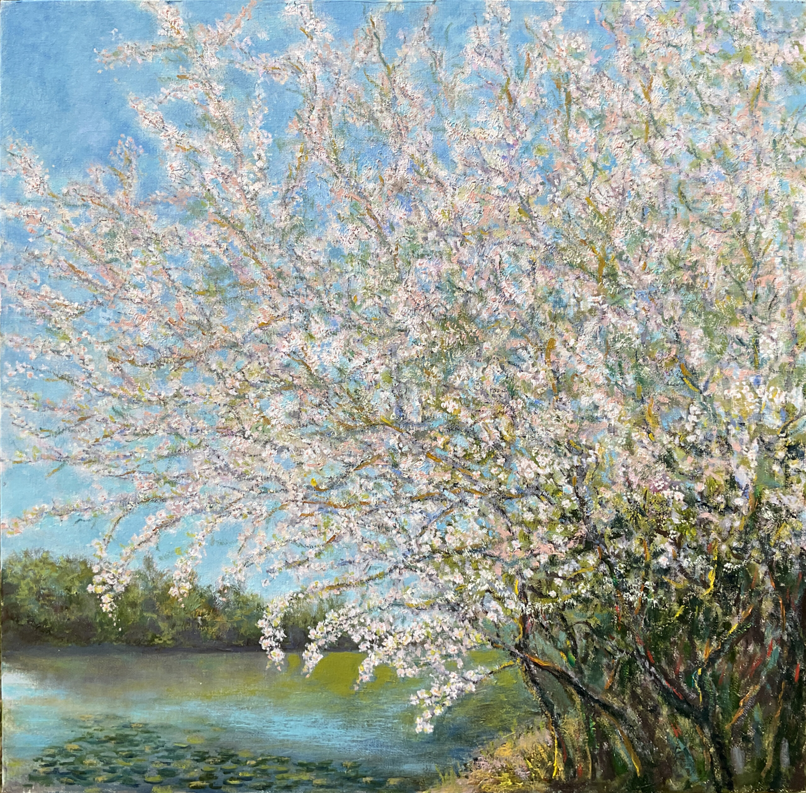 Пейзаж природа весна цветущая вишня холст масло картина художник Альберт Сафиуллин